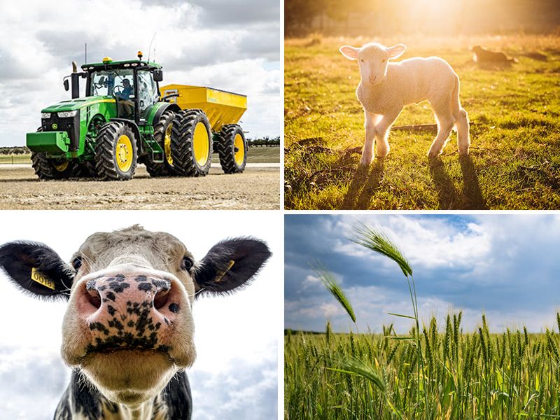 Agricultural operating surplus soars to €4.6bn in 2022 - CSO
