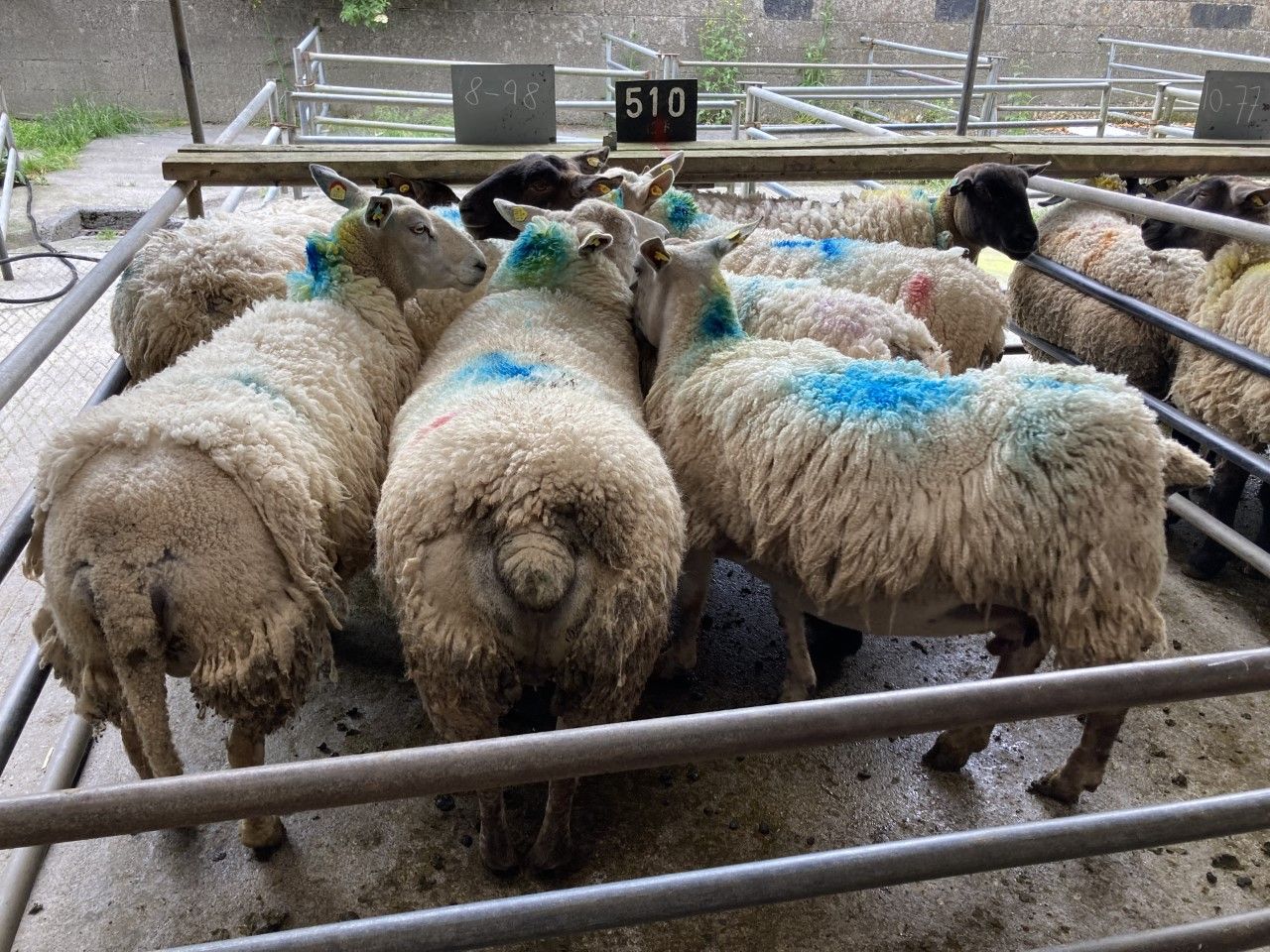 Cull ewe prices top €226/head at sales on Monday, as lamb prices also improve