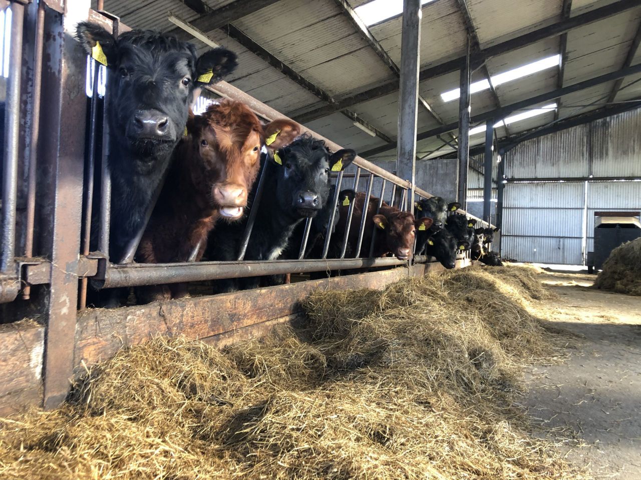 Factory quotes: Cattle price on the rise as supply tightens
