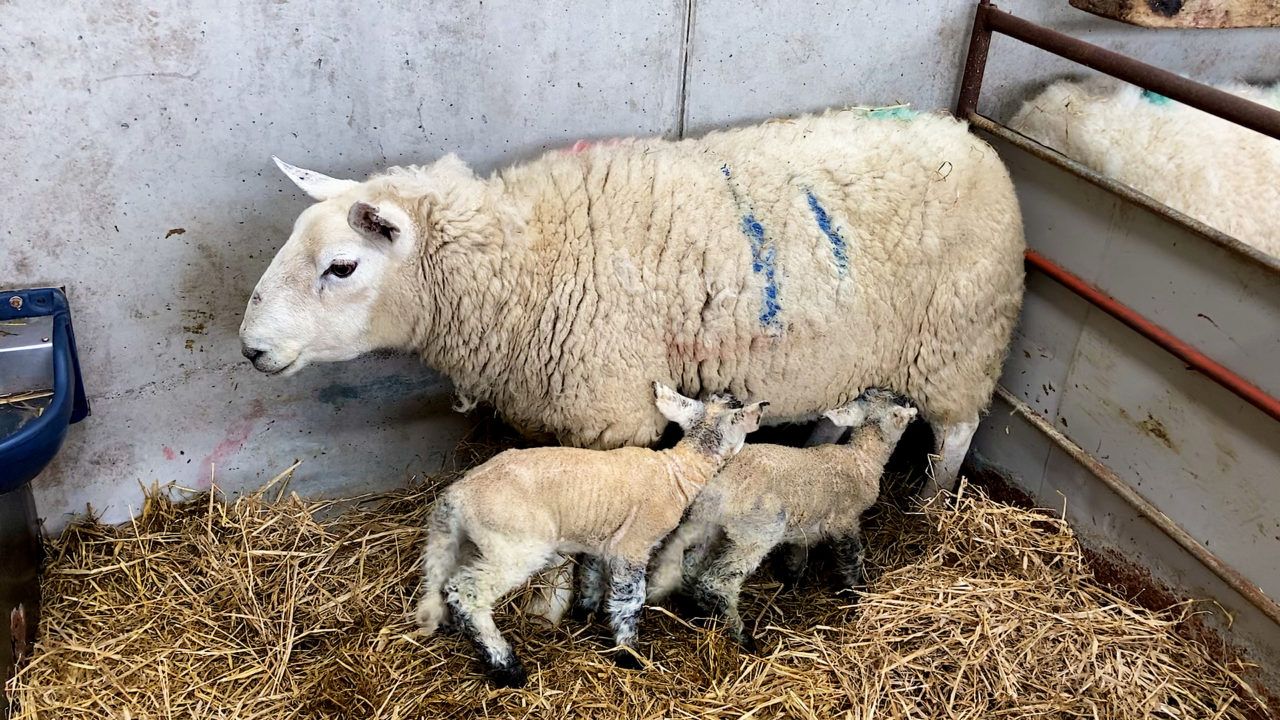 Looking back on the lambing season while it's still fresh in the memory