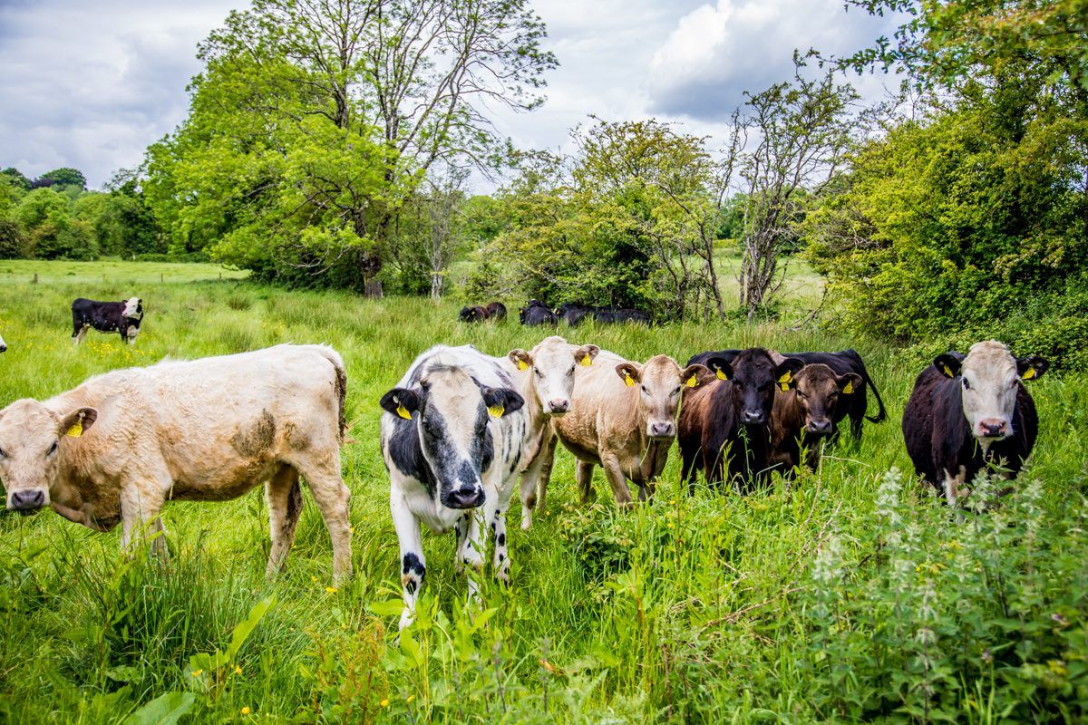 Met Éireann: Cooler this week with sunshine and showers
