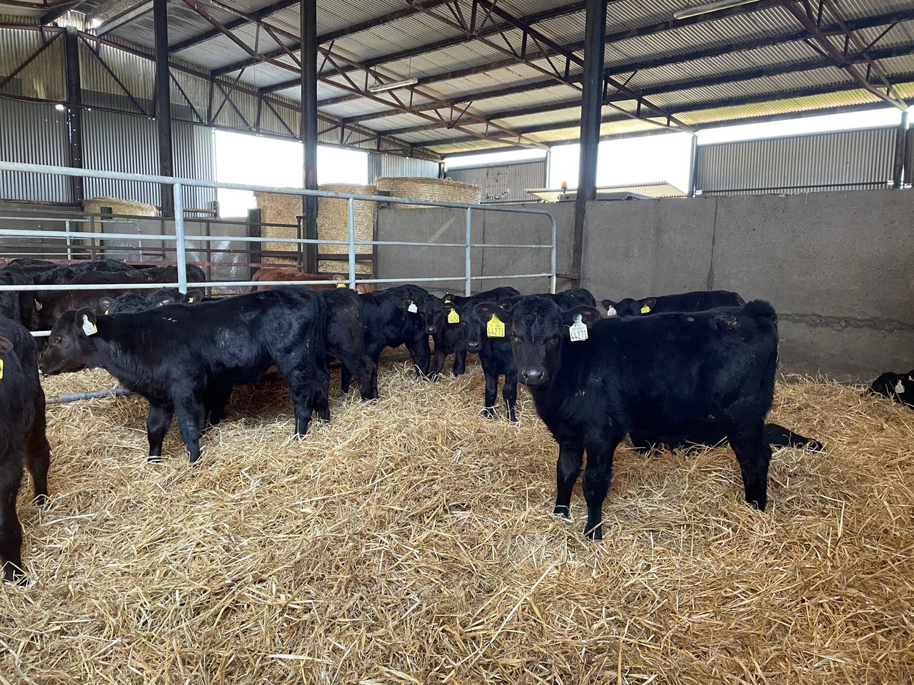 Dairy and beef farmer event at Fermoy Mart to focus on calf quality