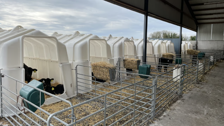 Calves are reared in hutches in batches of five