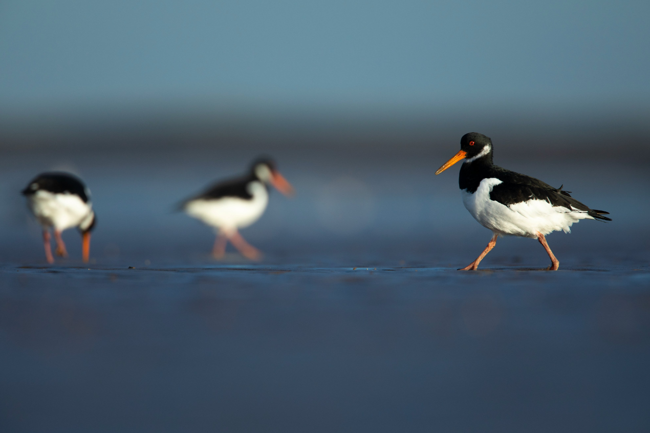 Outbreak of bird flu at Belfast reserve - RSPB NI
