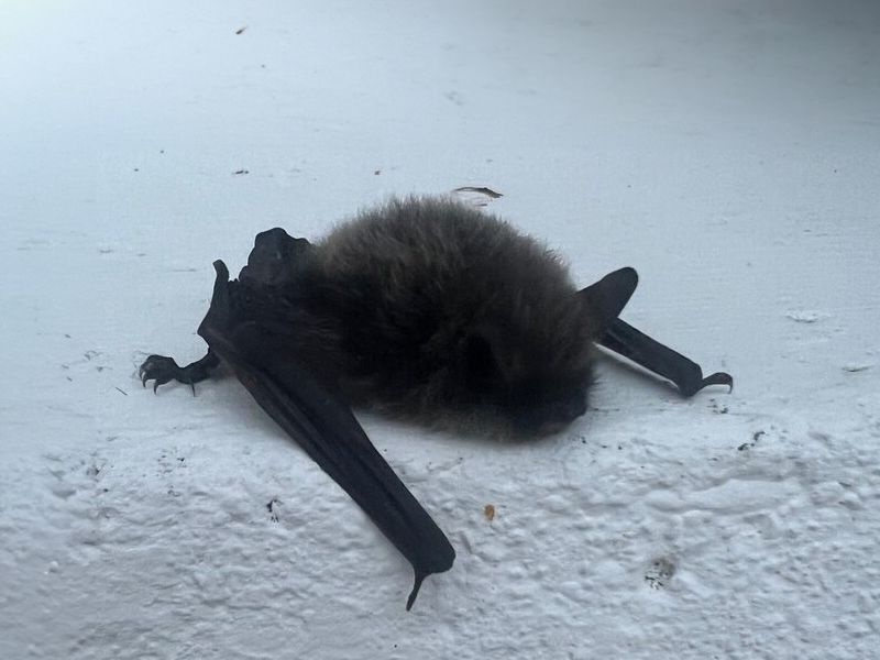 ISPCA provides a helping hand to grounded bats