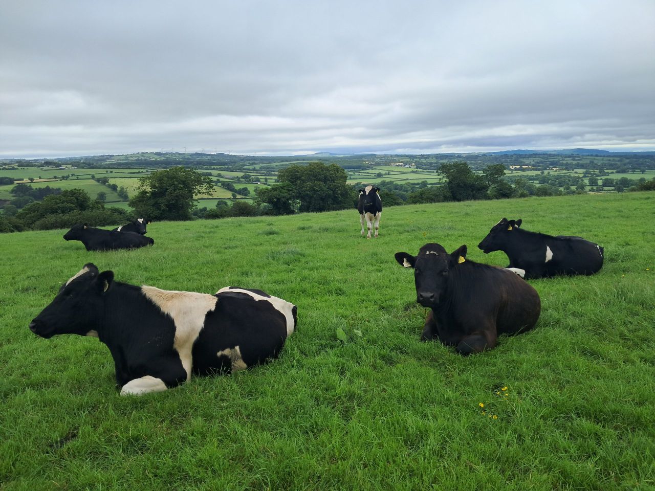 Dairy beef steers grazing in Tipperary