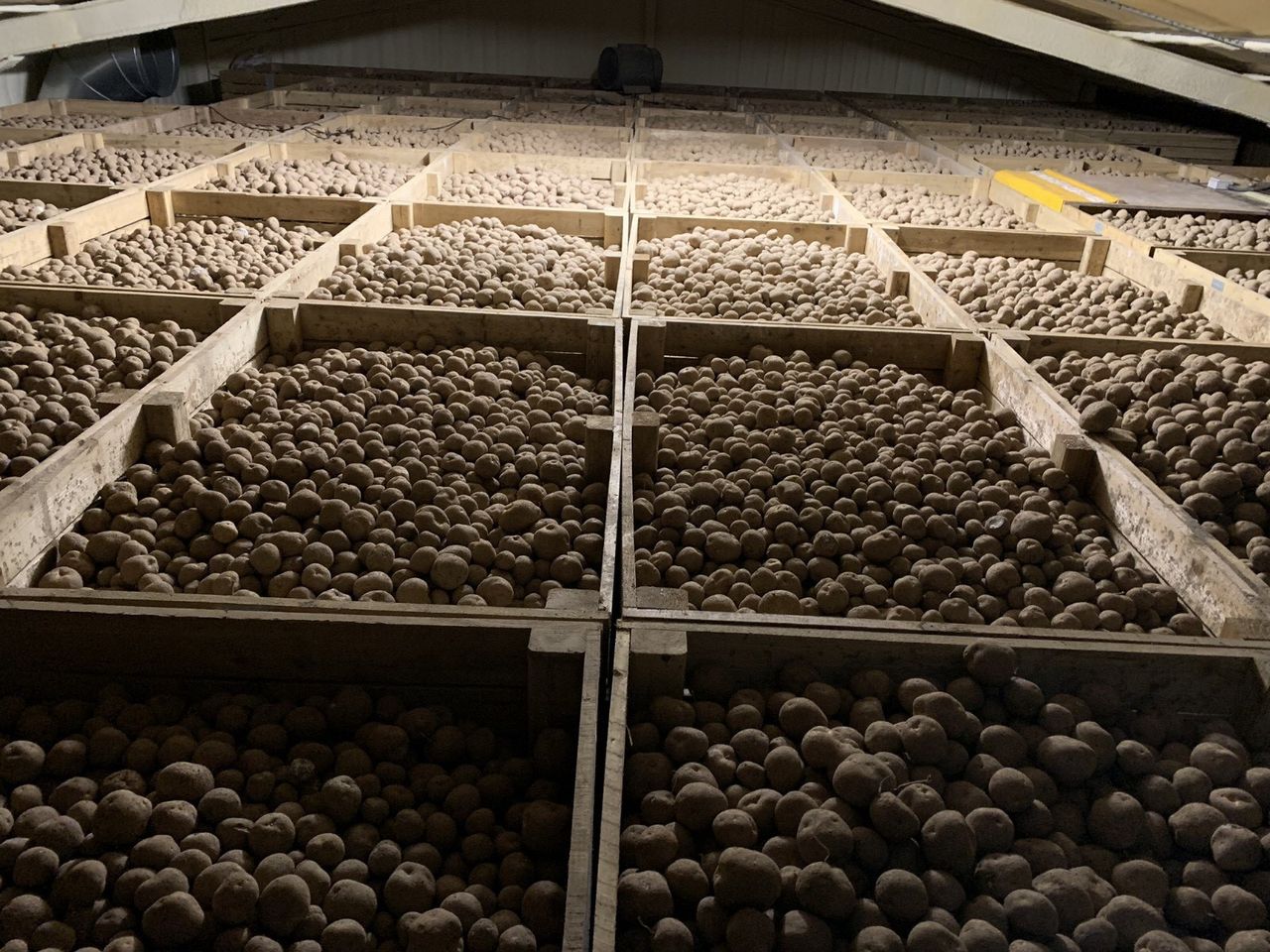 One potato product gone; replacement tested in Co. Meath