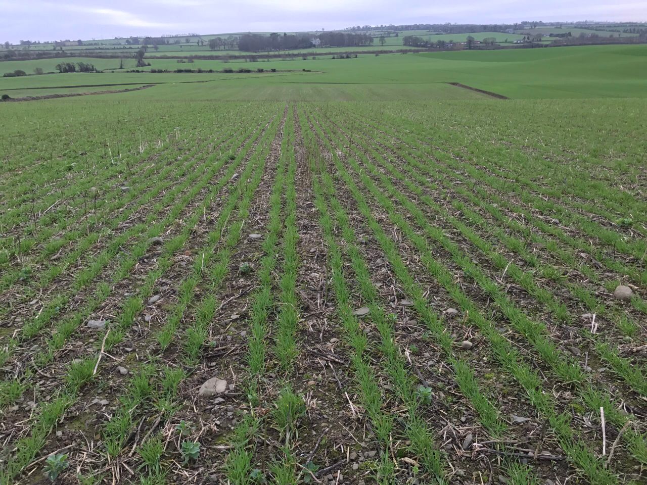 Tillage: Assessing establishment rates in winter cereals