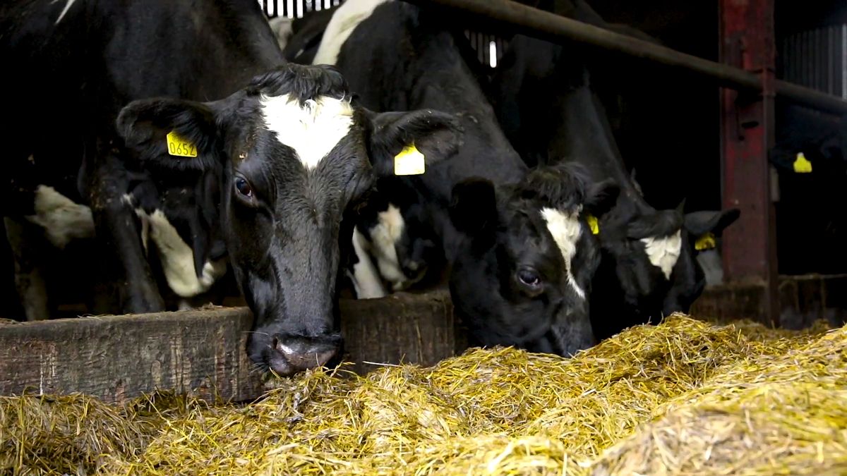 Breeding objectives for winter milk farms