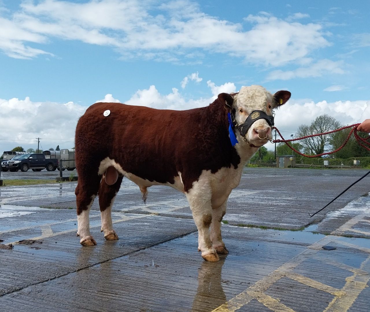 Offaly farmer takes top price at Kilmallock Hereford bull sale
