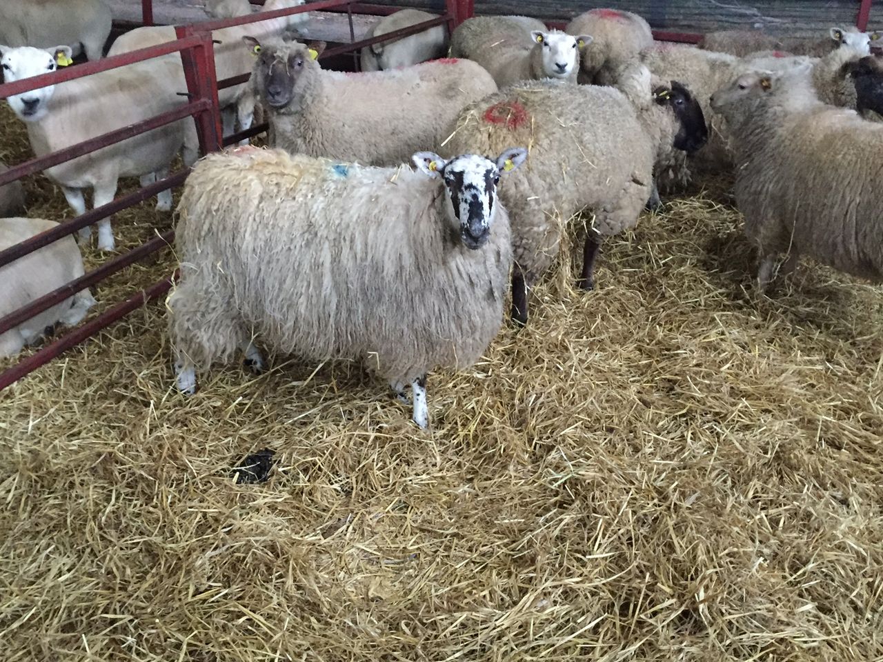 'Increasing the stocking rate of sheep will improve farm profits'