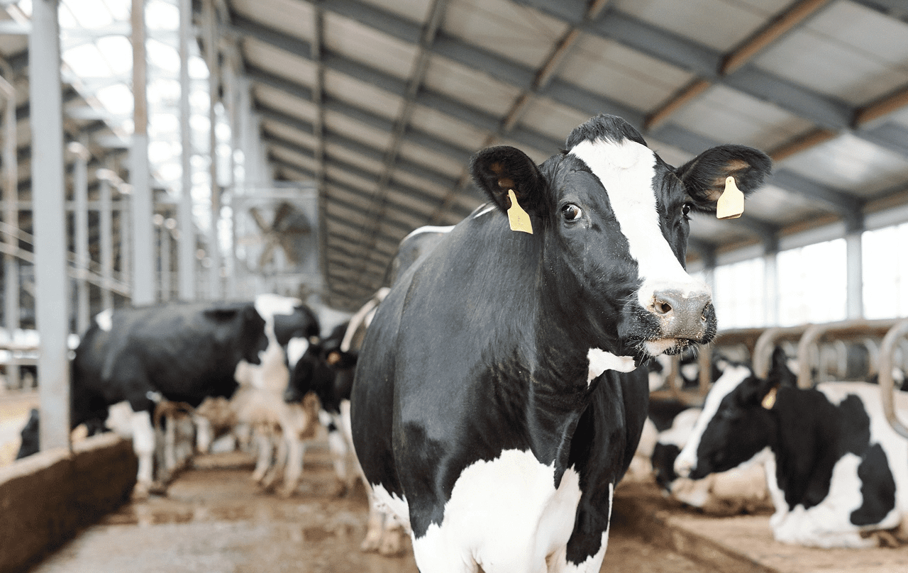 Experts gather to discuss future of dairy cow monitoring