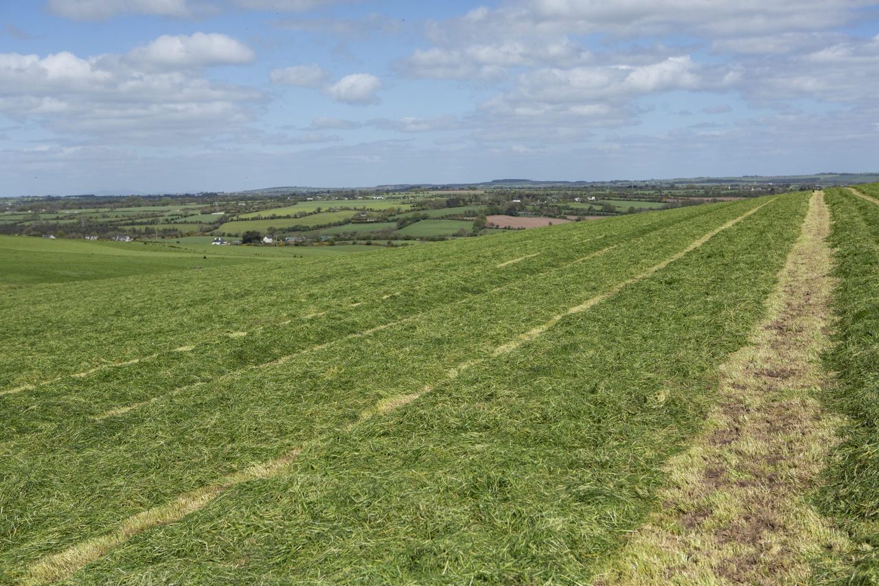 Department confirms ANC 'category 1' farmers can enter fodder scheme