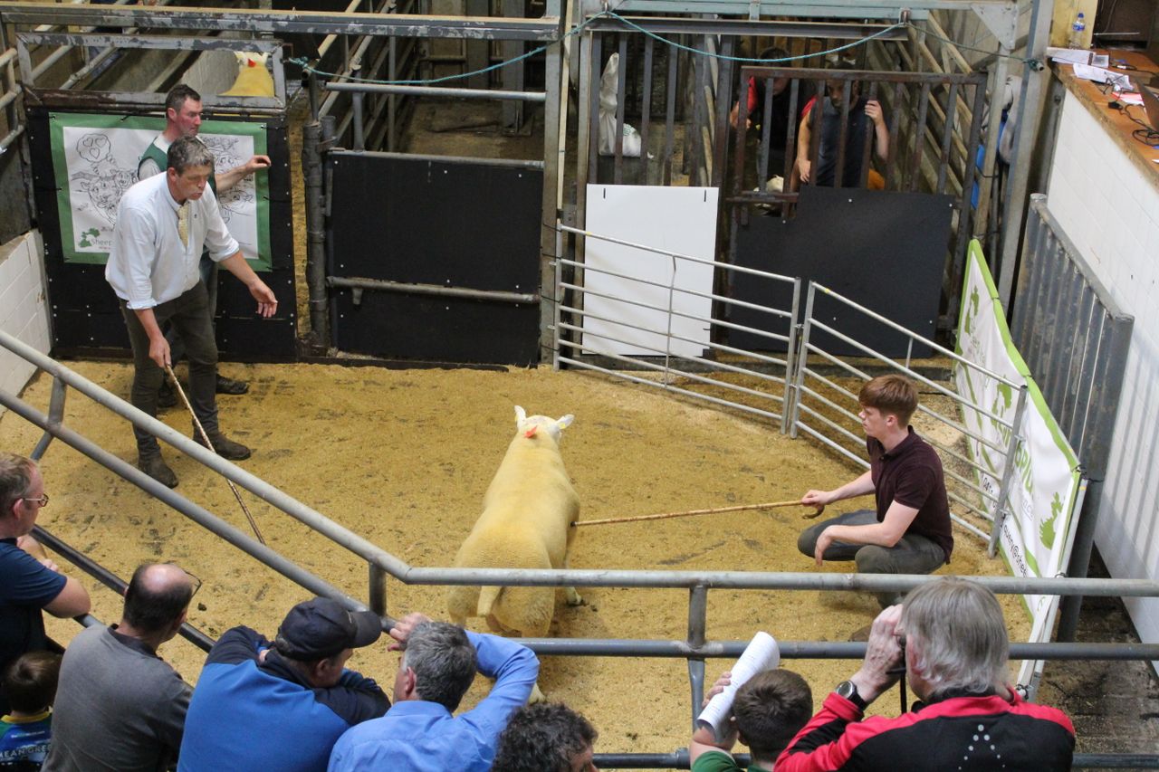 Rams hit €1,160 at Sheep Ireland €uro-Star Multi-Breed Sale