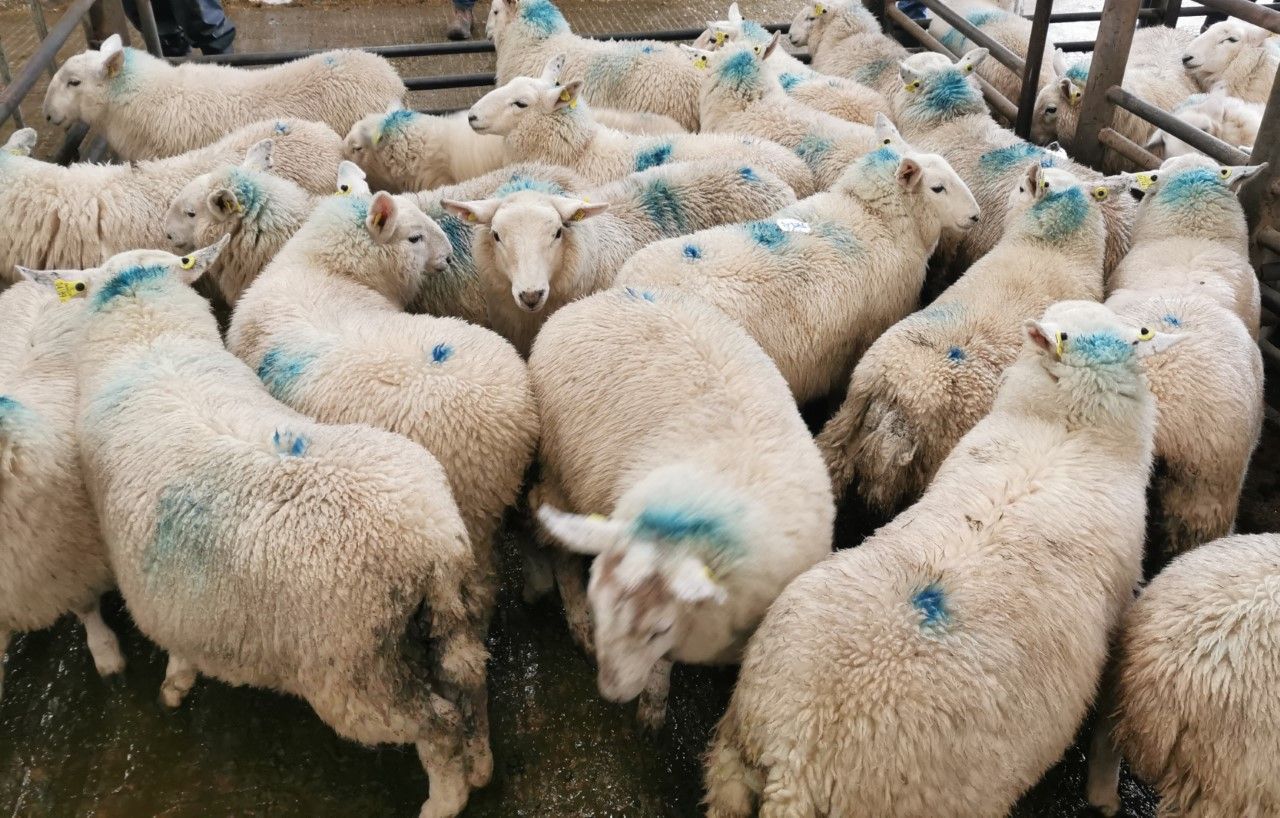 Sheep marts: Improved trade for finished lambs