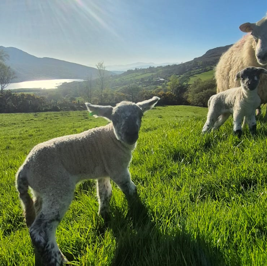 Do you really need to dose ewes around lambing season?