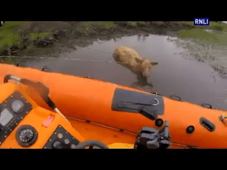Video: Mucky cow makes lucky escape in Athlone