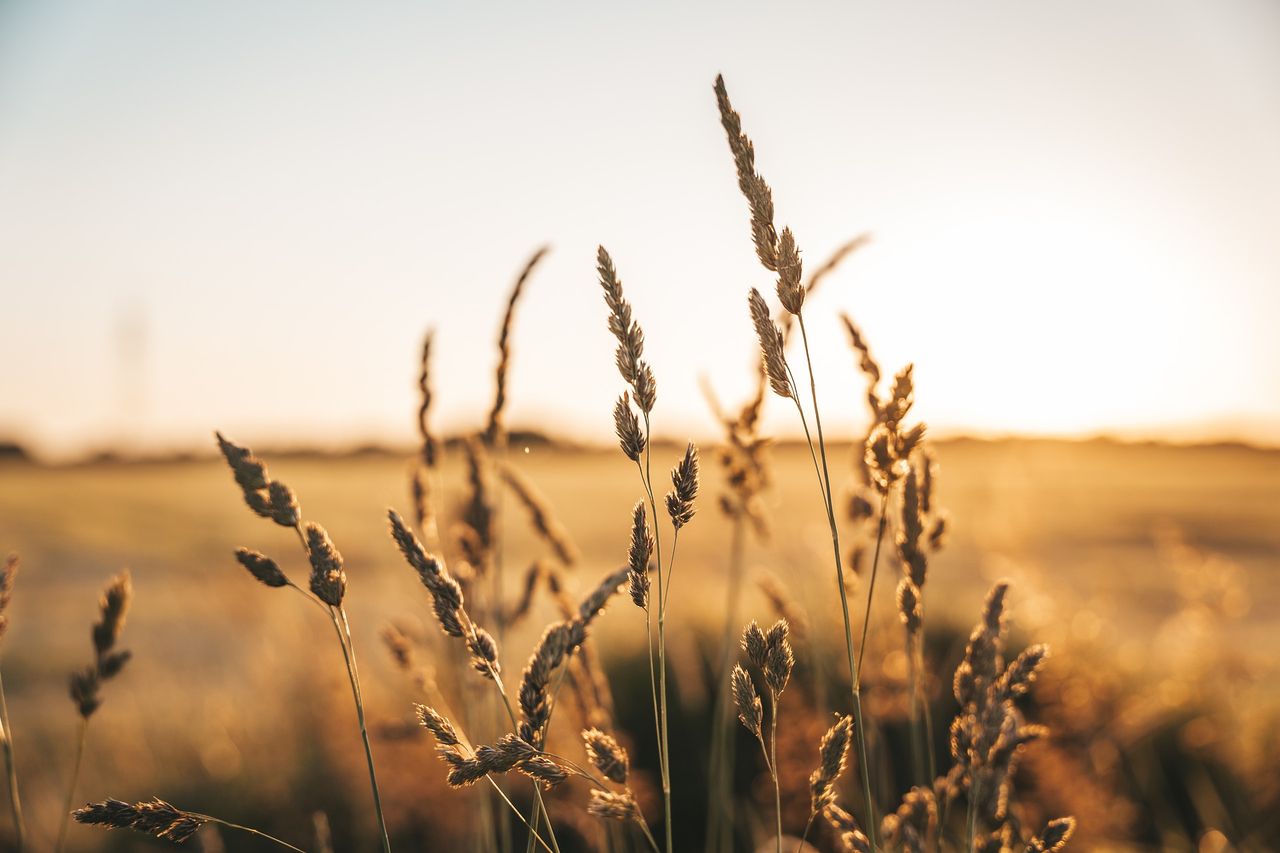 Wheat: Latest variety-based trial results from AHDB