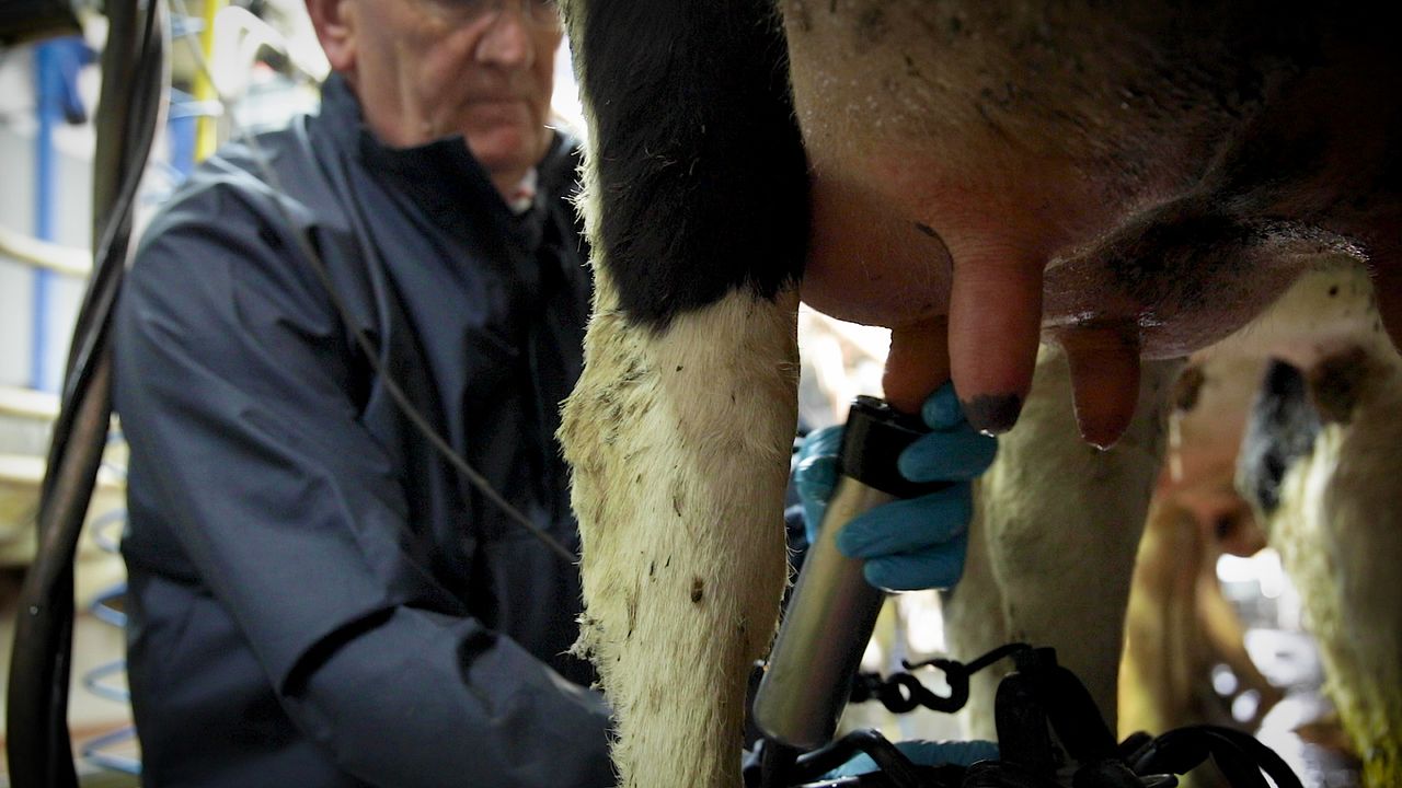Milk composition a 'lost opportunity' for NI's dairy sector