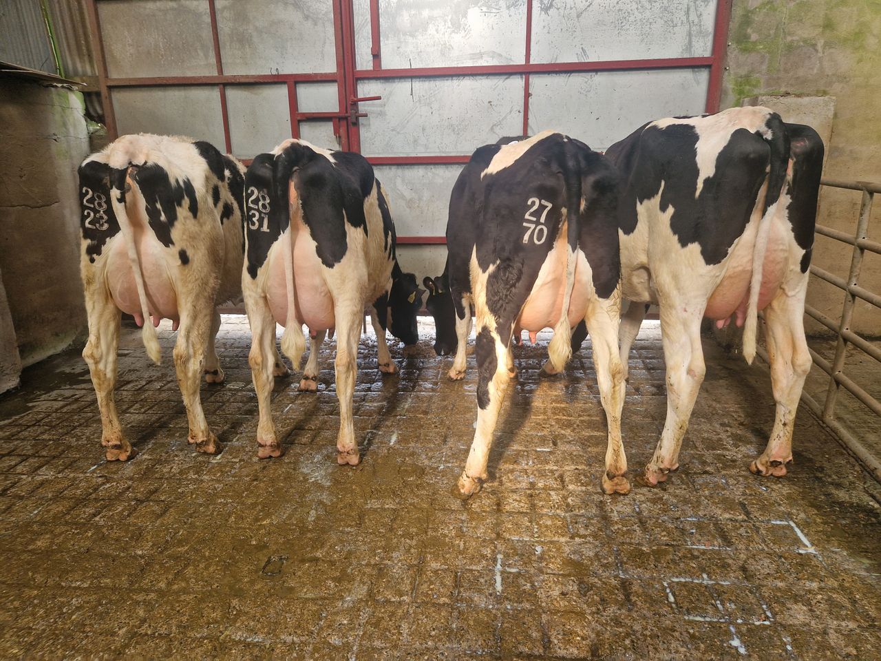Top price of €2,720 achieved at Donegal Friesian Breeders sale