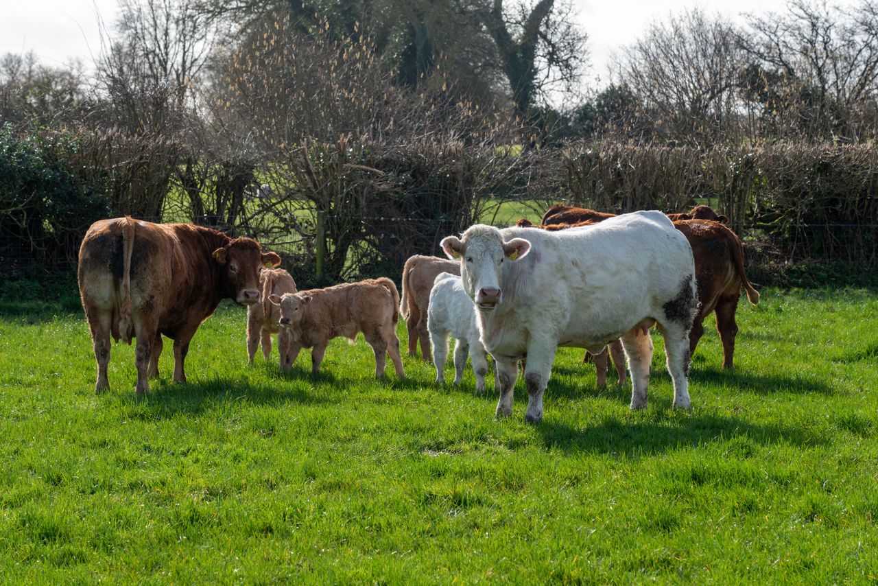 Profile: Westmeath suckler-beef farm hosting IGA event