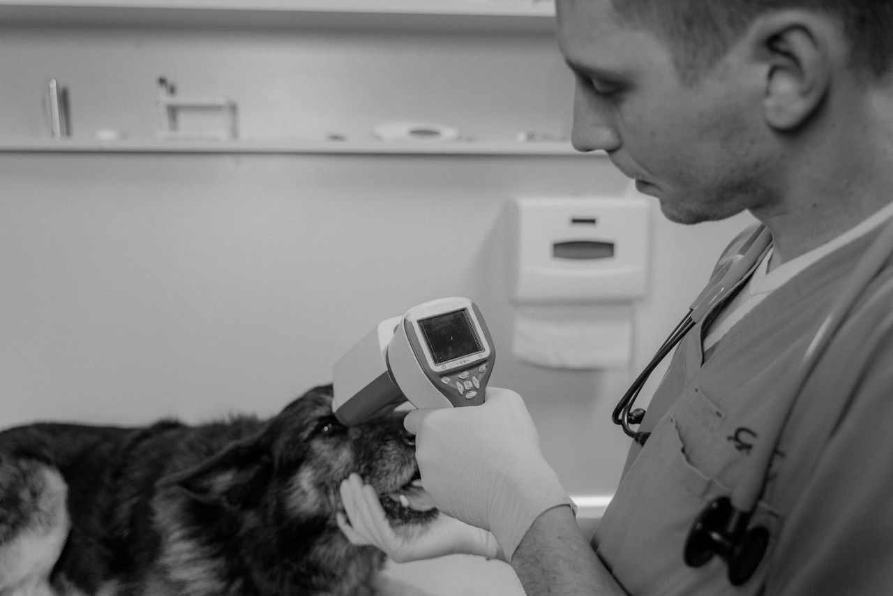 Interest in studying veterinary medicine drops 18% - CAO