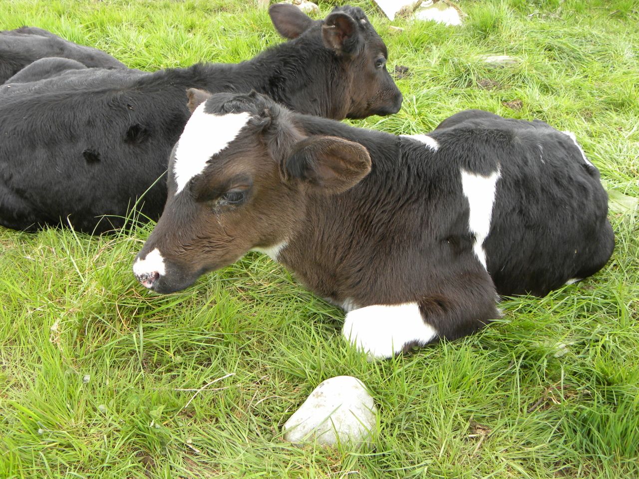 Key tips to maximise growth rates from calves fed powder milk