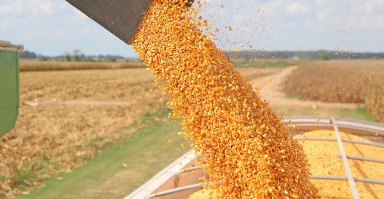 Grain price: Wheat and corn move down