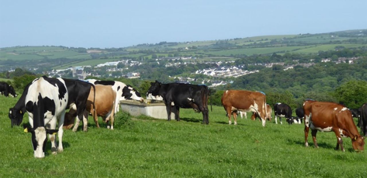 Entering the labour 'red zone' on a Co. Cork beef-to-dairy conversion