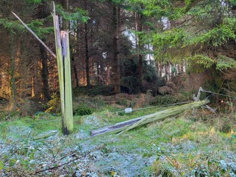ESB proposes greater legislative land access for forestry corridors