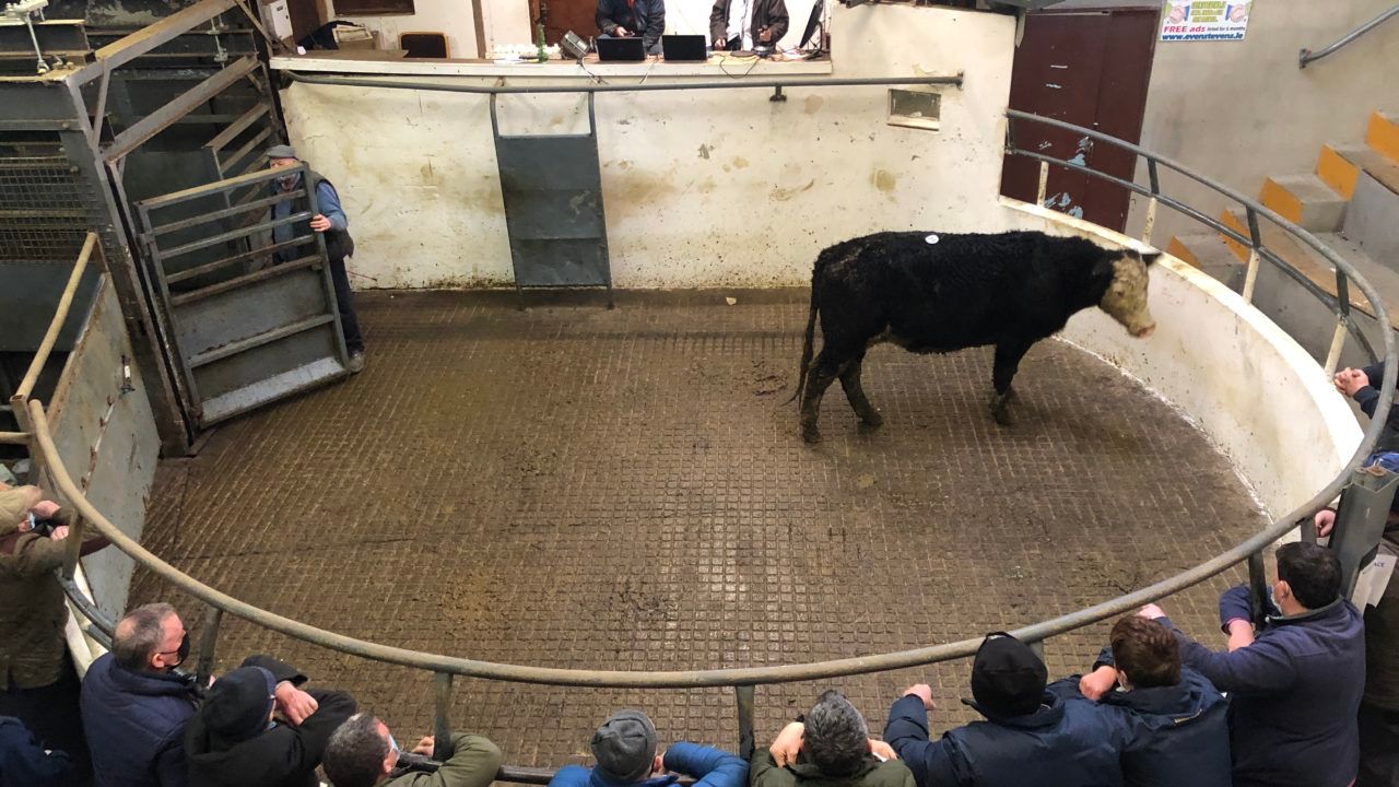 Livestock auctioneer sought for 3 marts in Munster