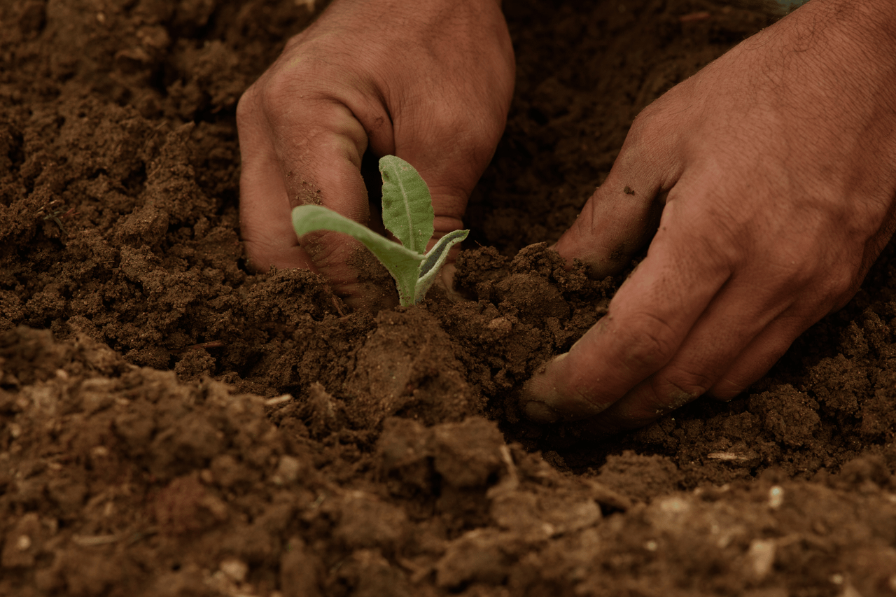 UN urges 'bold and urgent action' to protect plant health