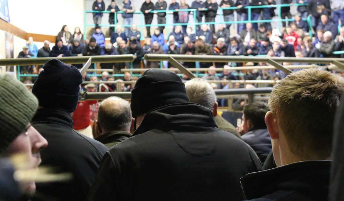 Further movement restrictions announced for BVD-status cattle