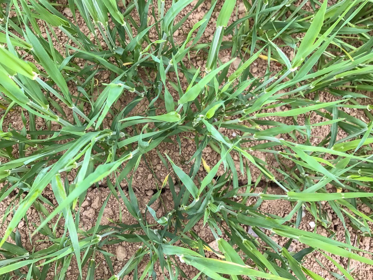 Tillage focus: Straw yield could drop to 4 bales/ac in the 'dry' south-east