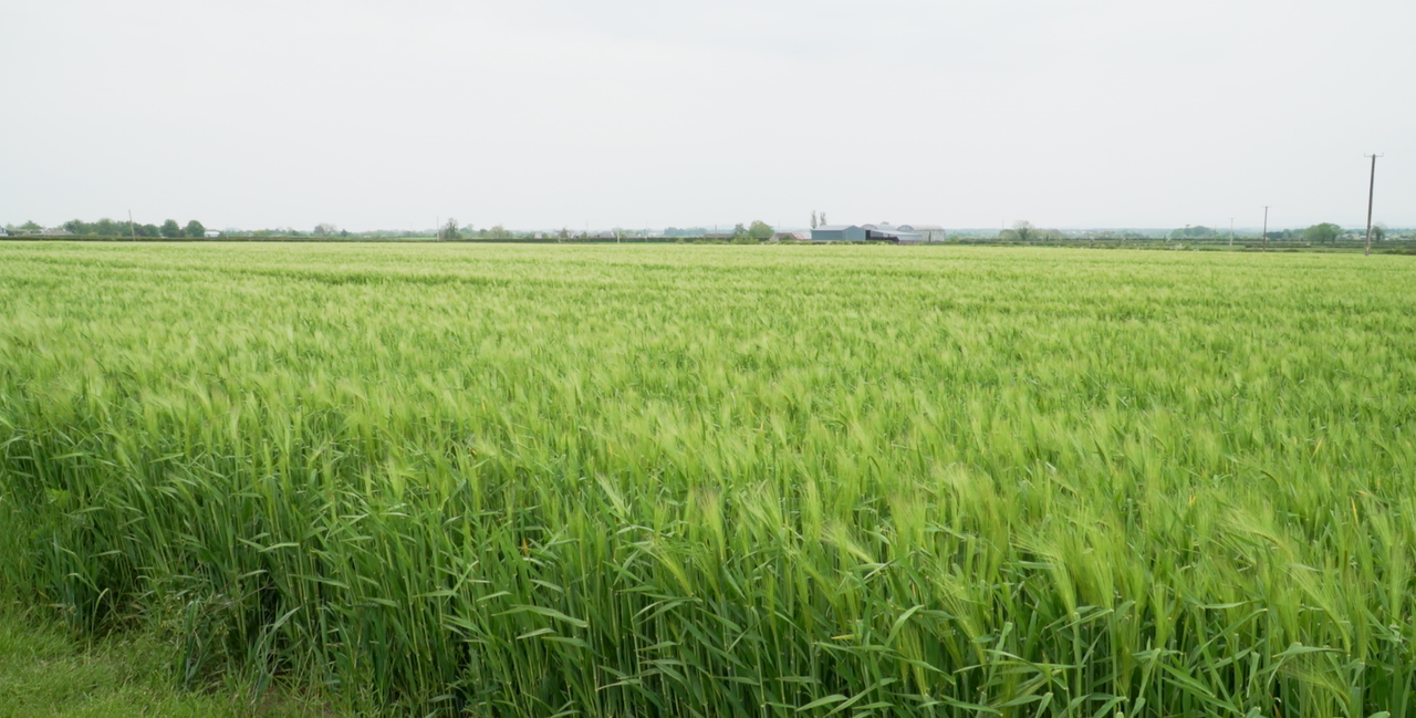 CROPS WATCH: BYDV a concern in winter barley