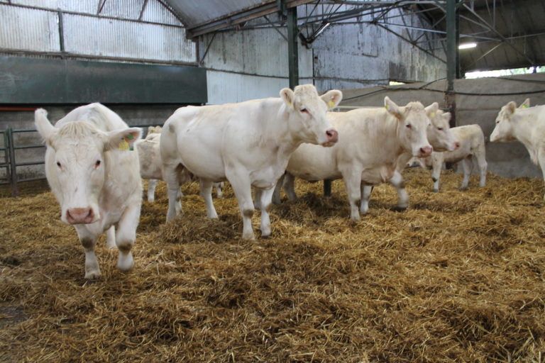 National Beef Conference: Why every suckler and beef farmer should attend this event