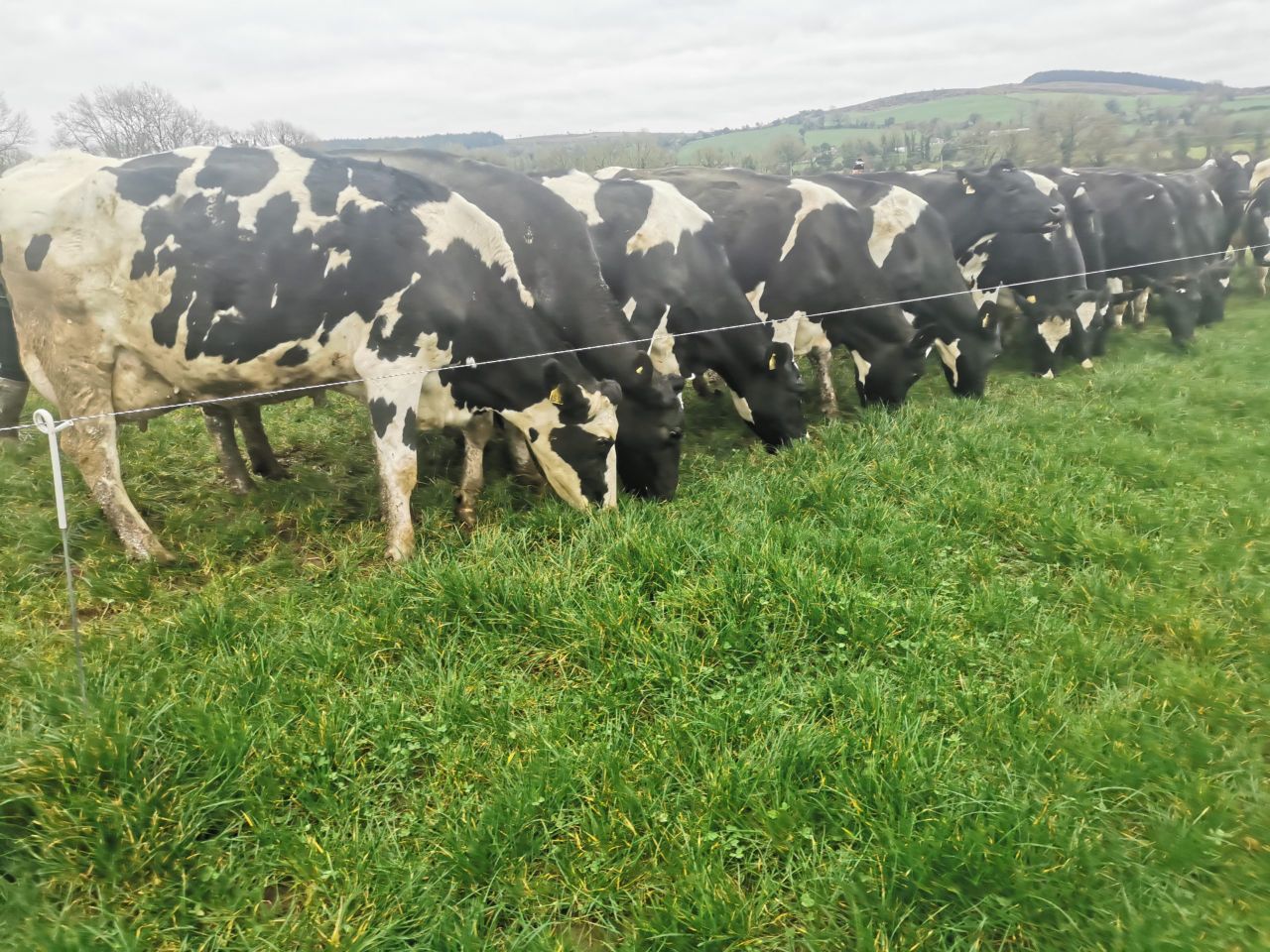 Cashel Mart to host dispersal sale of 140 high-EBI cows