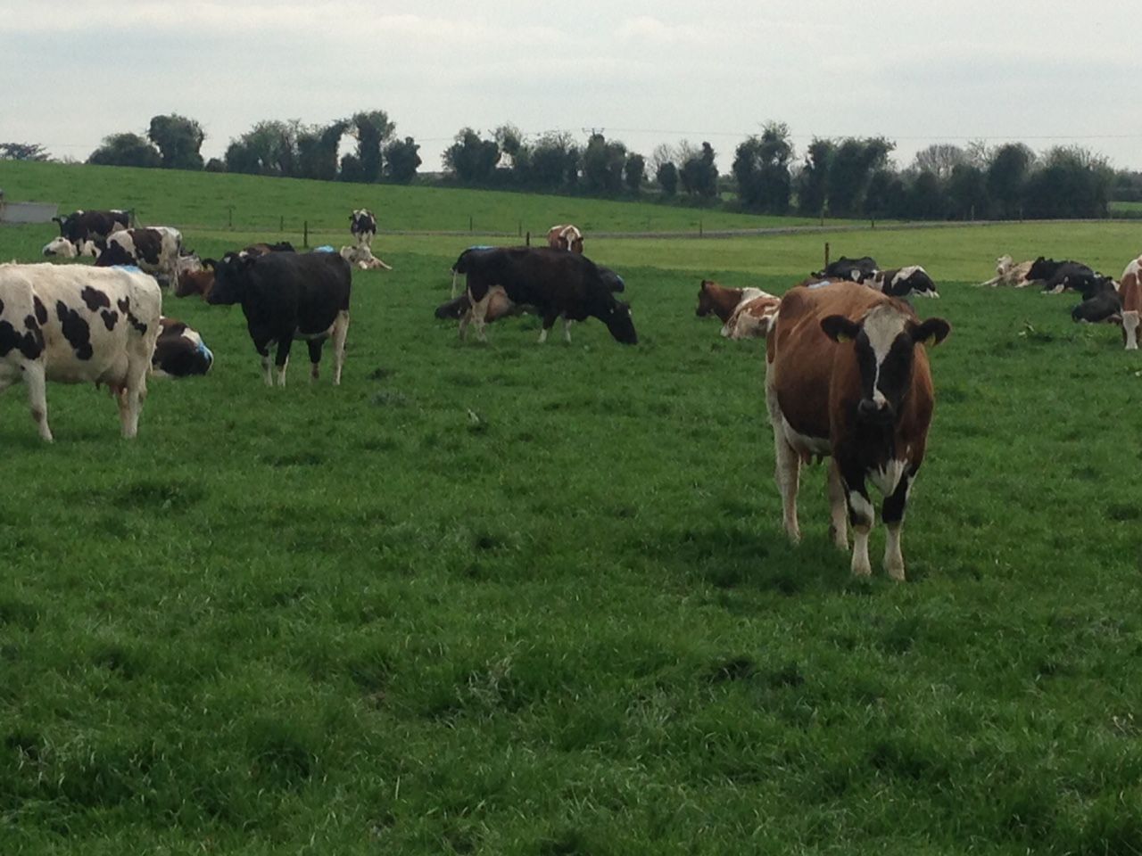 Dairy expansion driving up land prices new survey finds