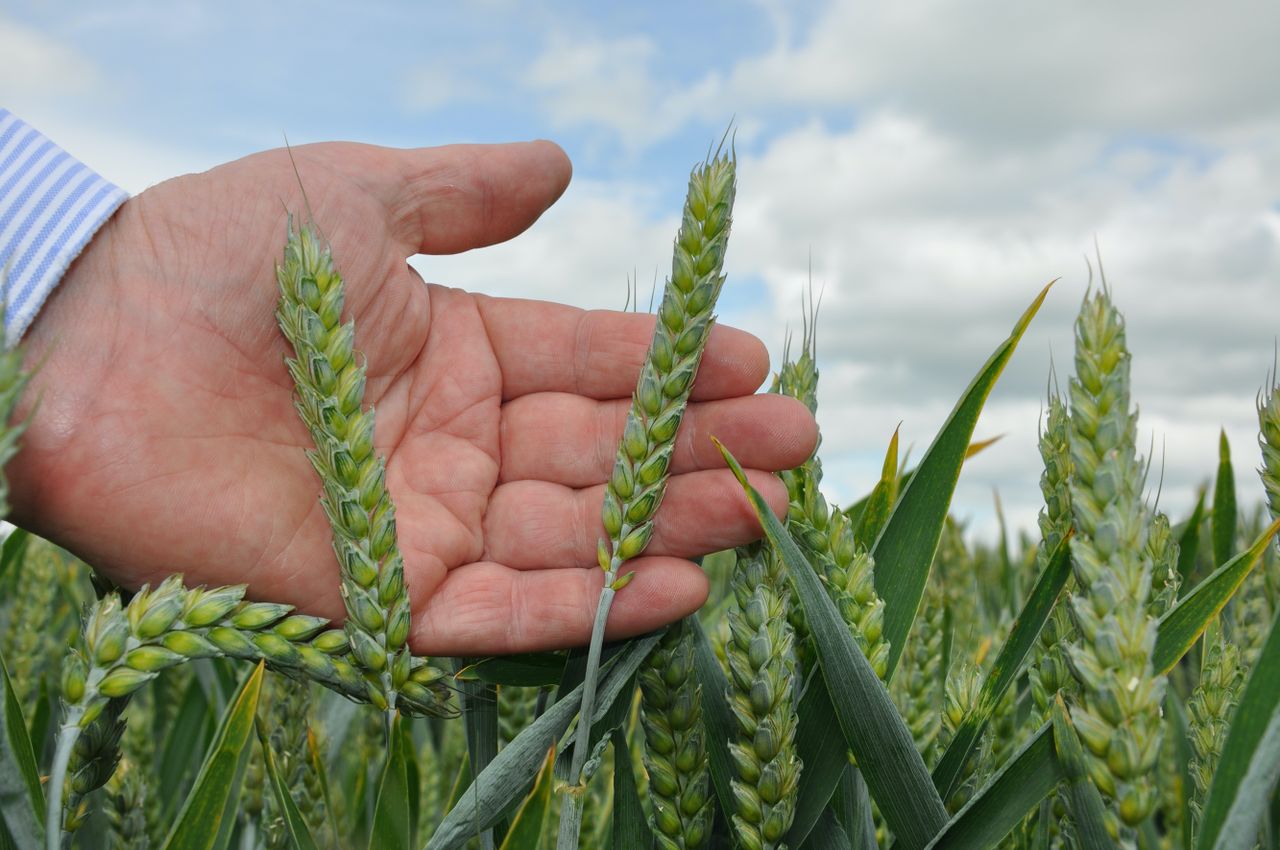 AHDB reviews yellow rust resistance ratings