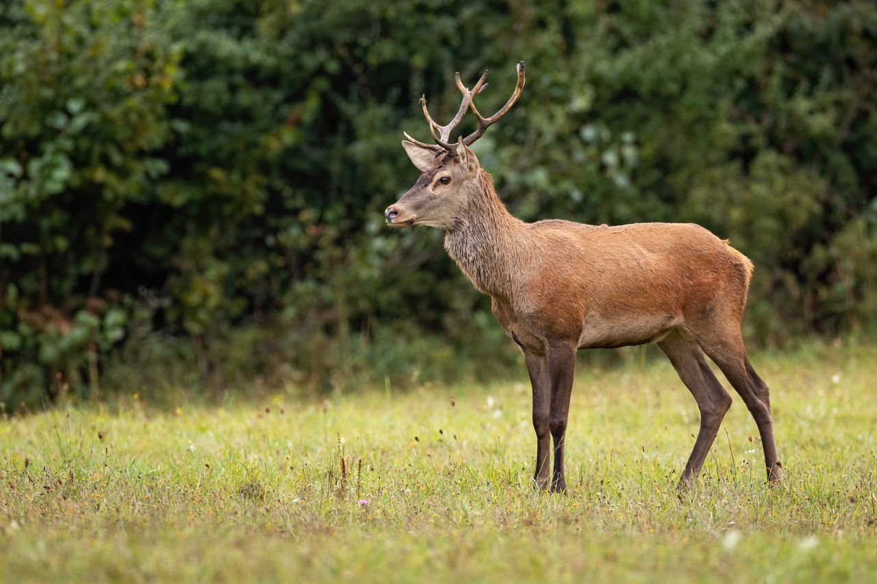 'Eat the problem': Can venison solve Ireland’s deer issue?