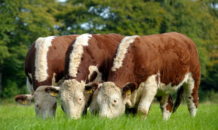 Changes to Irish Hereford Prime bonus scheme announced