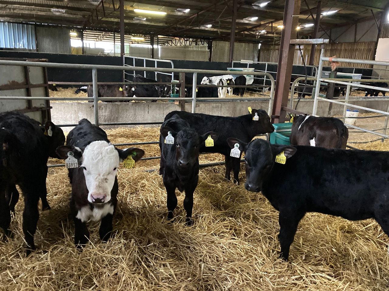 ABP Demo Farm: Calf rearing, cattle grazing and lamb sales