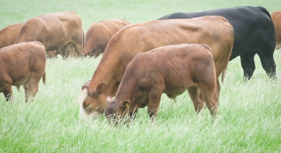 How this beef farmer manages grassland at 3 critical times of the year