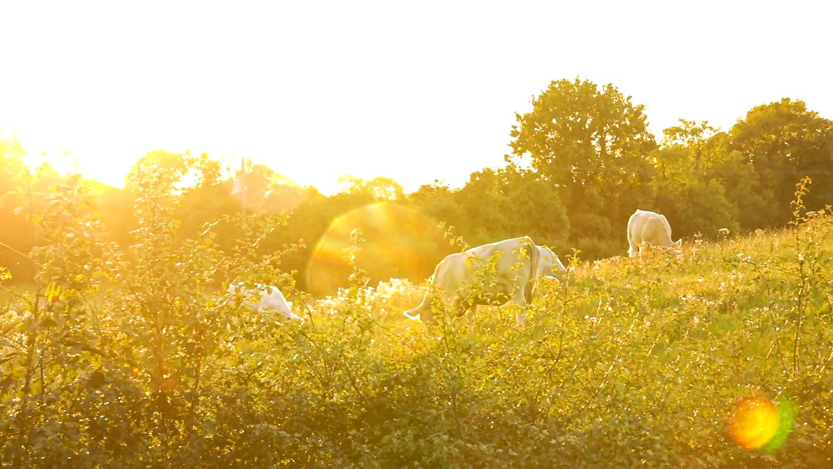 Beef advice: How to deal with heat stress in your cattle