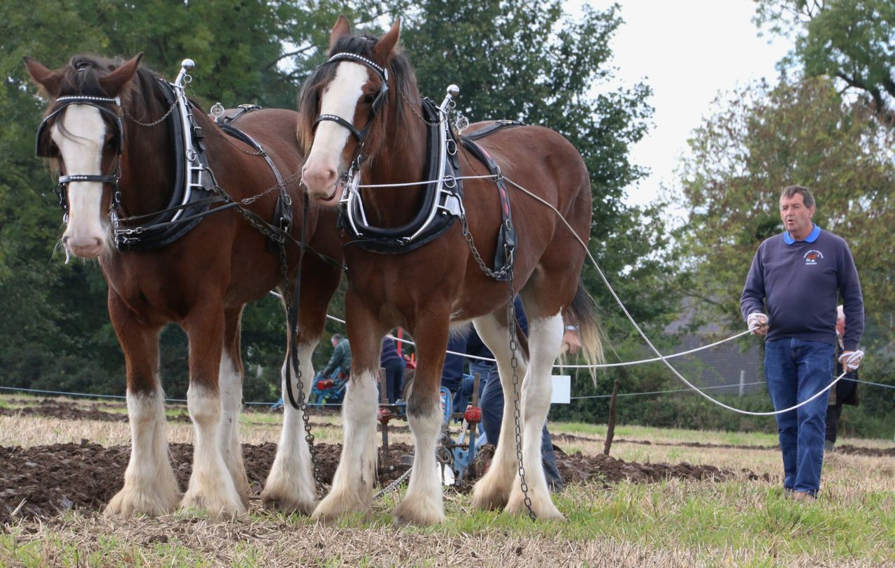 100 years on: Past times of even greater uncertainty for Ulster farmers