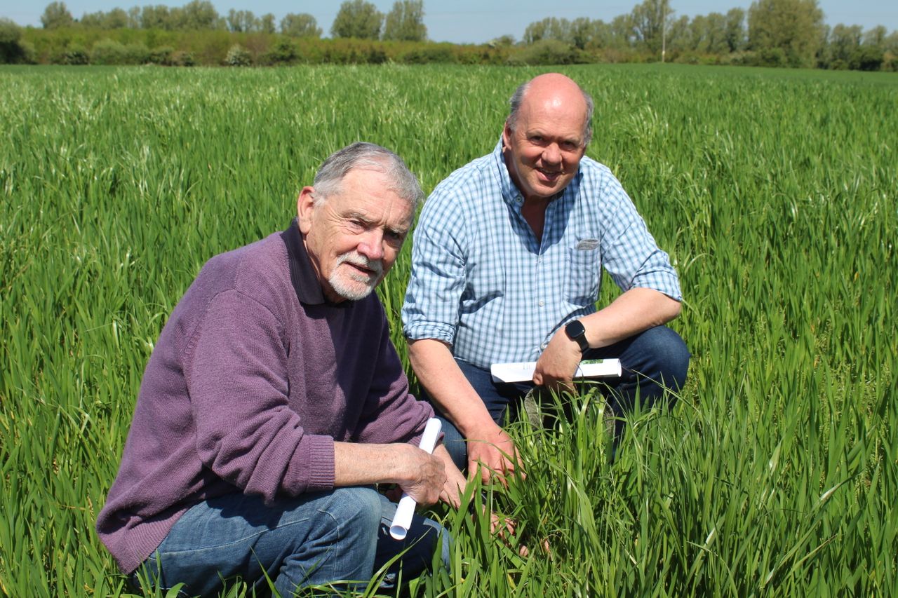 Tillage: Benefits of rolling spring barley and wheat crops