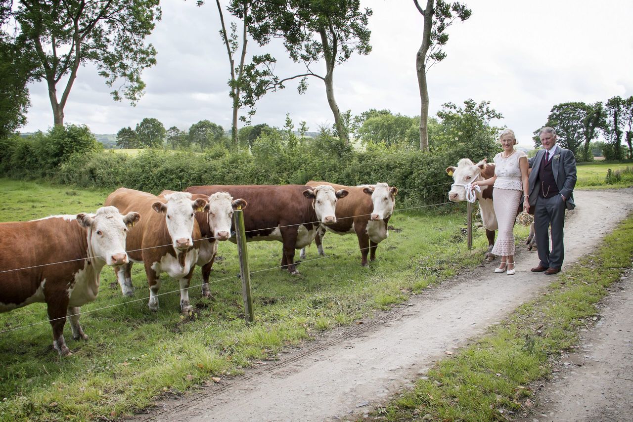Is Millbawn Polly Ireland's oldest pedigree cow?