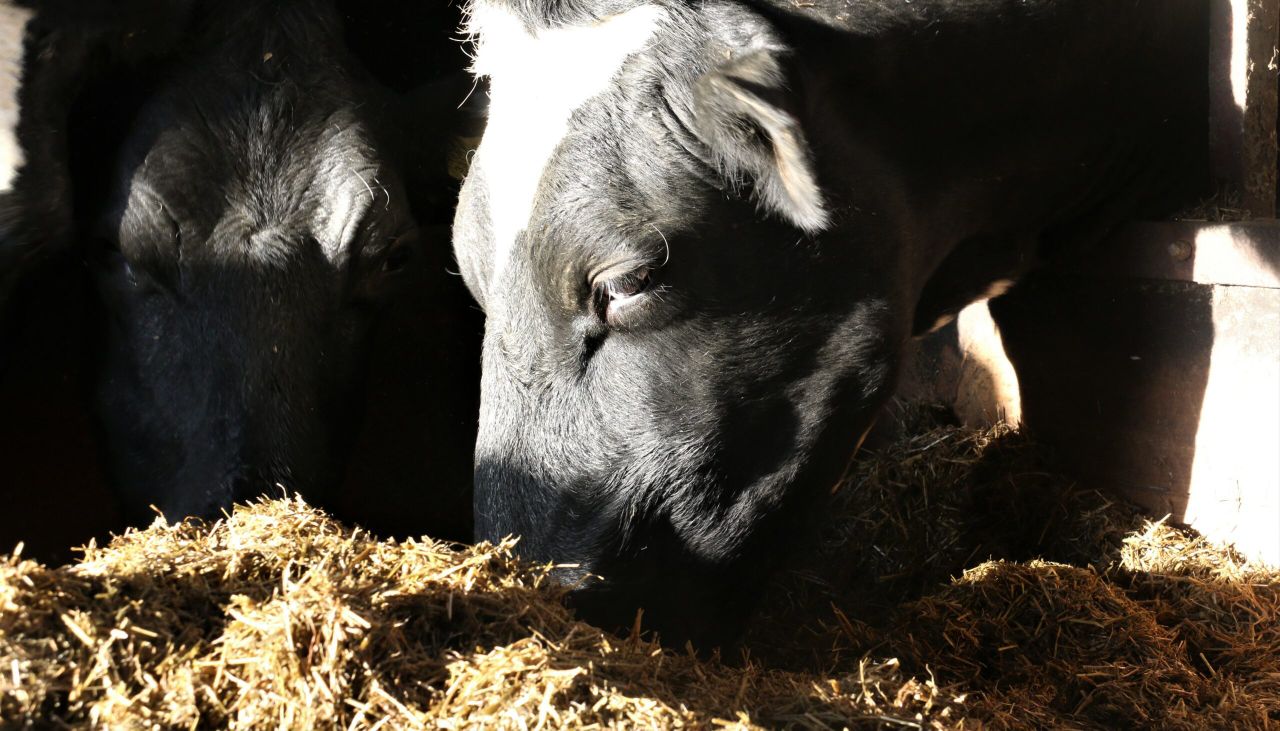 Supplementary feed costing Antrim farmer £10,000 a month