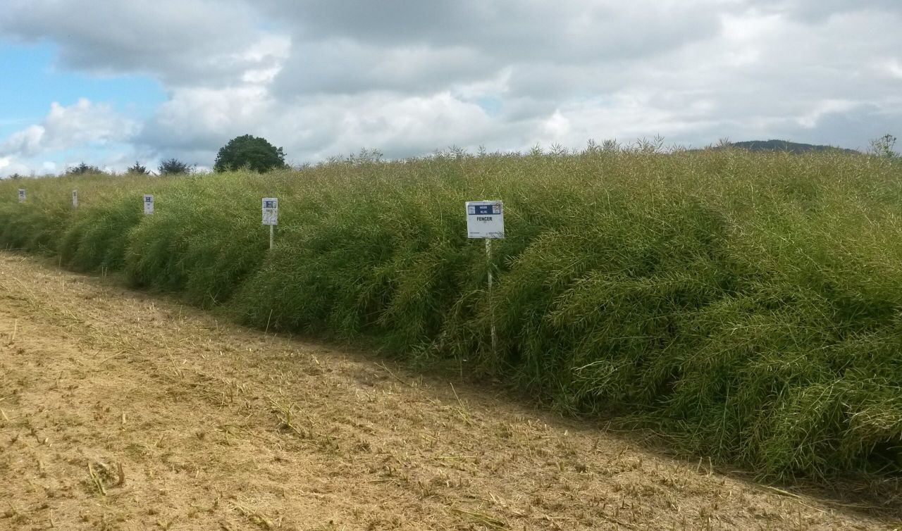 Why is early vigour important in winter oilseed rape?