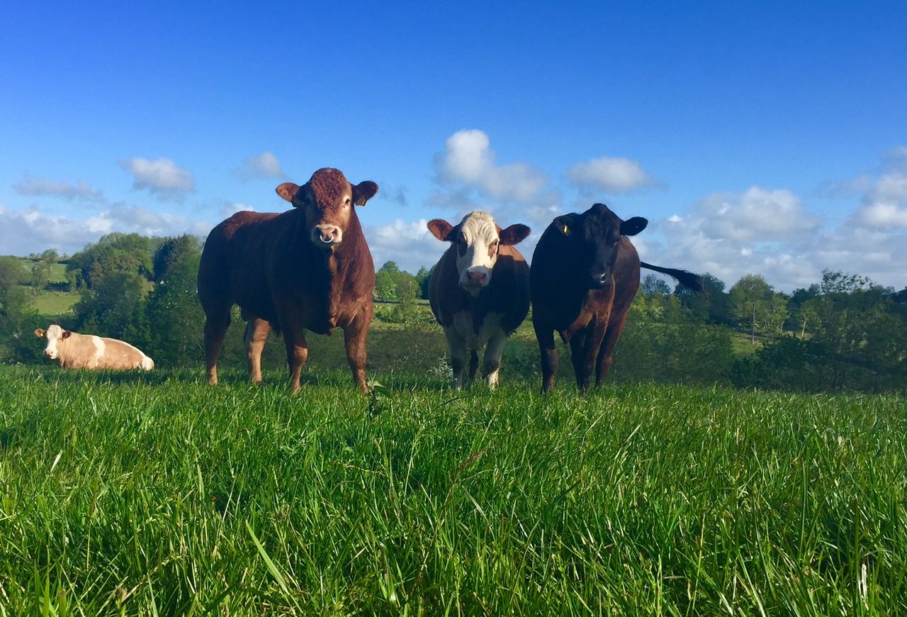 Recognition that tag loss is inevitable in new Farmers Charter - ICSA